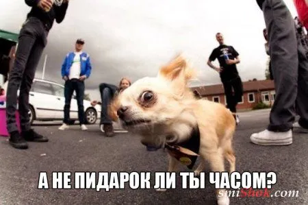 Прикольные картинки притягивают