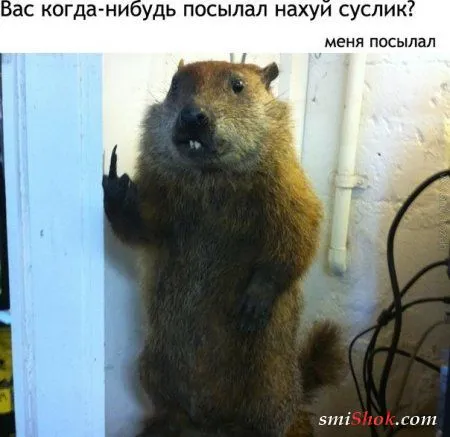 Прикольные картинки притягивают