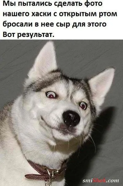 Прикольчики- и ещё раз прикольчики
