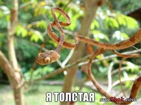 Чем больше приколов - тем лучше Чем больше приколов - тем лучше