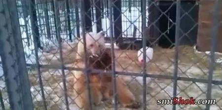 Кунг-фу медведь - панда отдыхает...