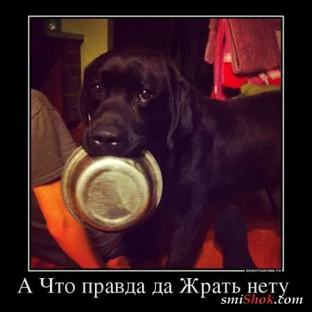 Выходные Демки чтоб вечером Поржать От Души Выходные Демки чтоб вечером Поржать От Души