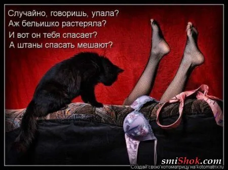 Немного котомашек