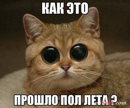 Приколы жаркого лета, много котов