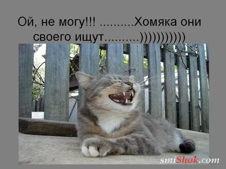 Фото приколы у нас долго искать не надо