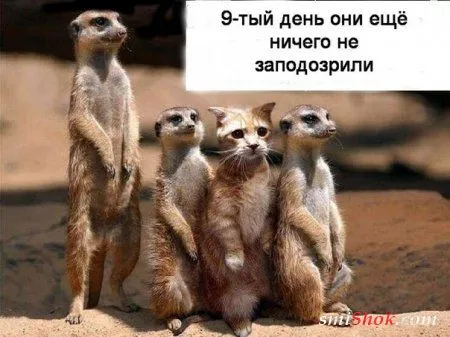 Вот вам и фото приколы, конечно новые