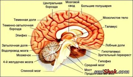 Тайна мозгового песка