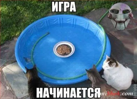 Прикольные переписки и подписи