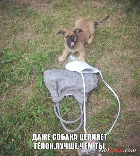 Прикольные переписки и подписи