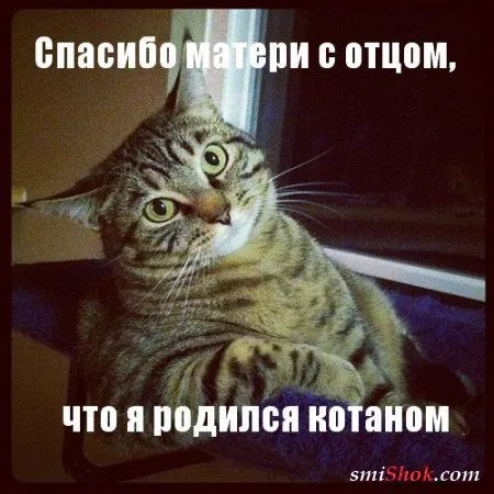 Фото приколы, с ними все просто