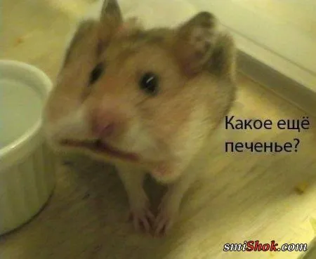 Фото приколы, с ними все просто
