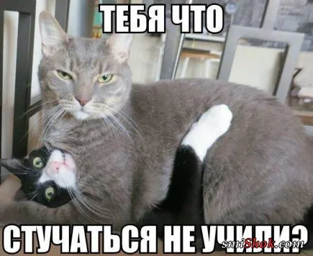 Прикольные комментарии и переписки