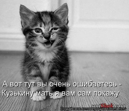 Котомашки в субботу просто необходимы