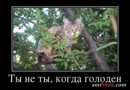 Демотивируйся с улыбкой