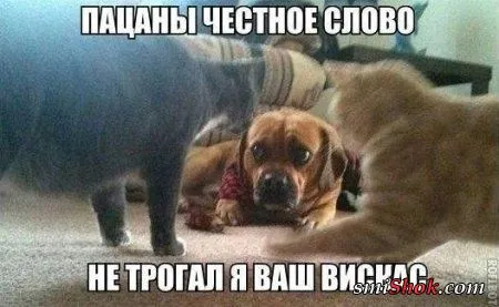 Опять прикольные картинки