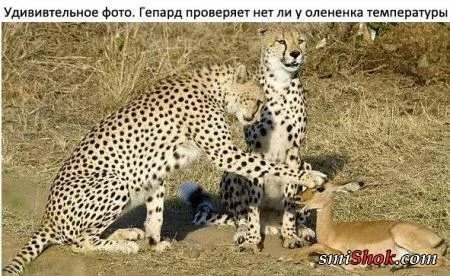 Опять прикольные картинки