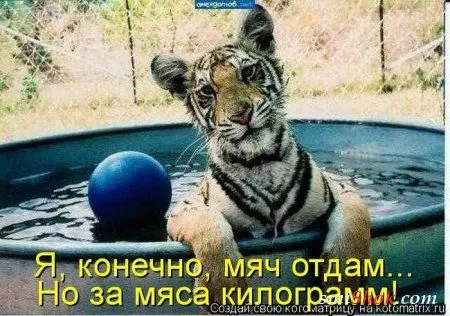 Котомашки заказывали?)