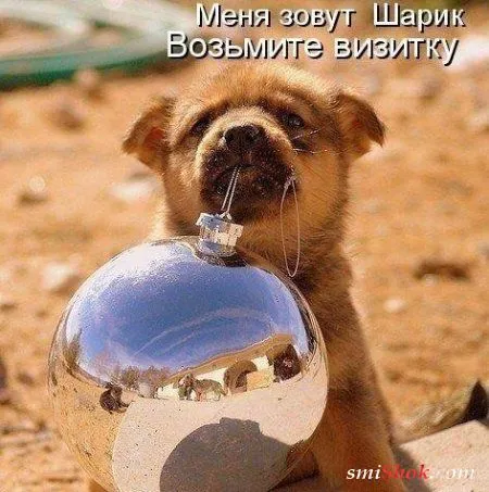Приколы-найди время для позитива Приколы-найди время для позитива