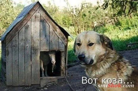 Приколы-найди время для позитива Приколы-найди время для позитива