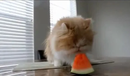Ах, эти кошки..