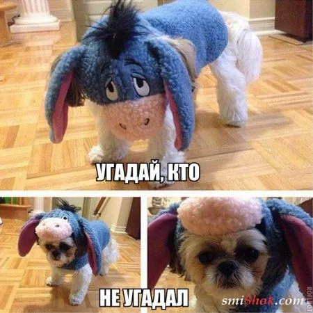 Смех да и только