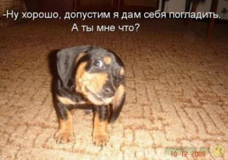 Весёлая собакоматрица