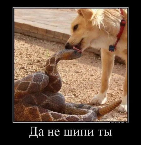 Демотиваторы с прикольными словами и картинками.