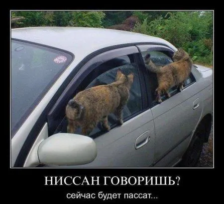 Демотиваторы с прикольными словами и картинками.