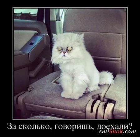 Демотиваторы это картинки в черных рамках для поднятия твоего настроения