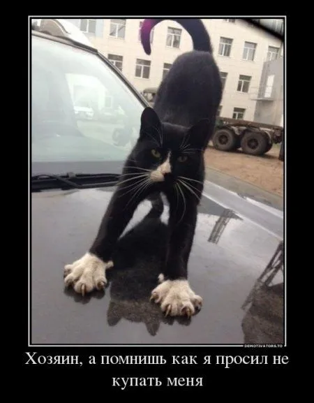 Демотиваторы прикольные как обычно