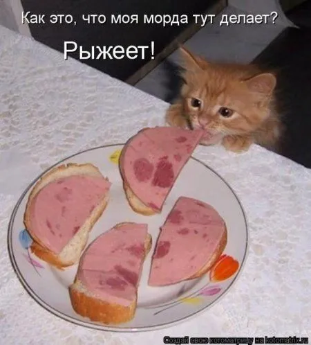 Пушистое очарование