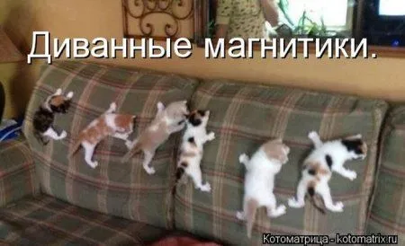 Пушистое очарование
