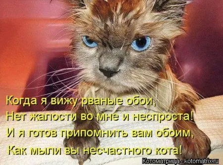Пушистое очарование
