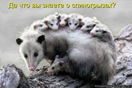 Пушистое очарование