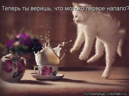 Пушистое очарование