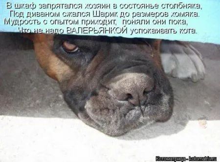 Пушистое очарование
