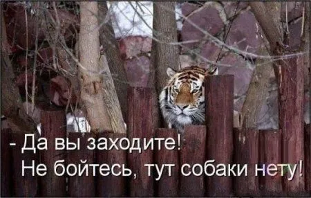 Приколы и приколихи