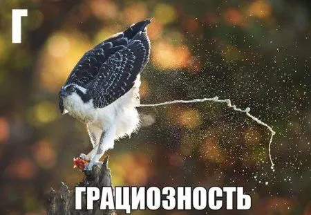 Приколы и приколихи