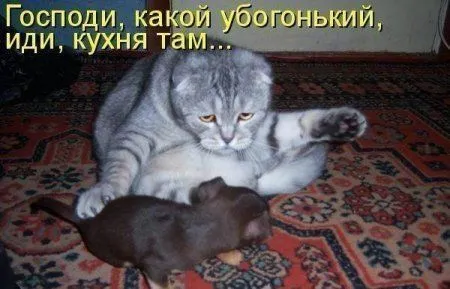 Позитивный винегрет в подборке фото приколов Позитивный винегрет в подборке фото приколов