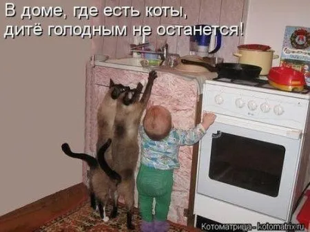 Котейки в воскресенье