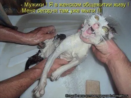 Котоматрицы свежие развеселые