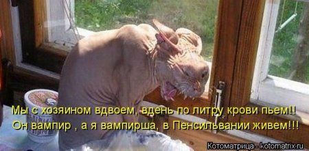 Котоматрицы свежие развеселые