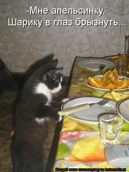Котоматрицы свежие развеселые