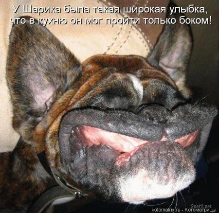 Котоматрицы свежие развеселые