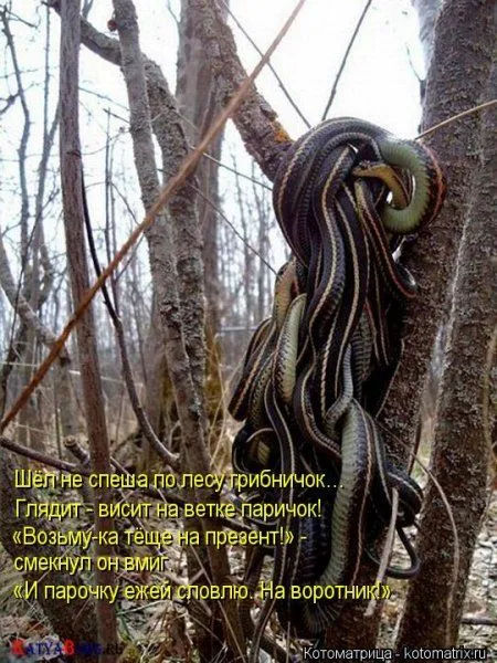 Котоматрицы свежие развеселые