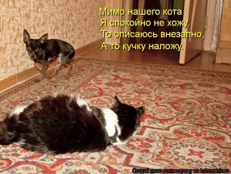 Котоматрицы свежие развеселые