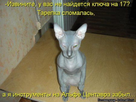 Котоматрицы свежие развеселые