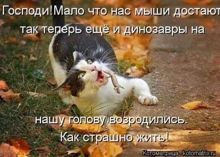 Котоматрицы свежие развеселые