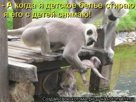 Котоматрицы свежие развеселые