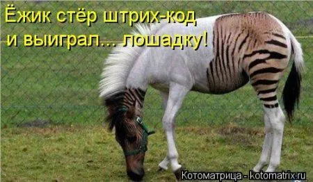 Котоматрицы свежие развеселые